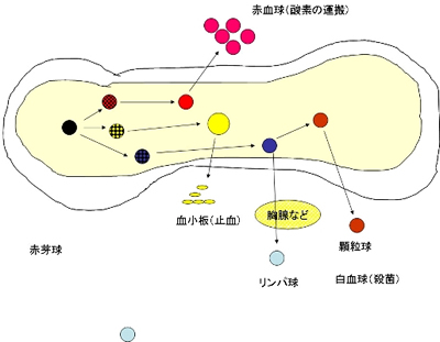 白血病の原因は