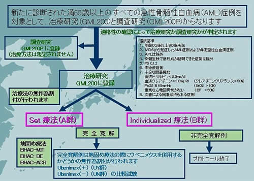 高齢者急性骨髄性白血病プロトコール GML200